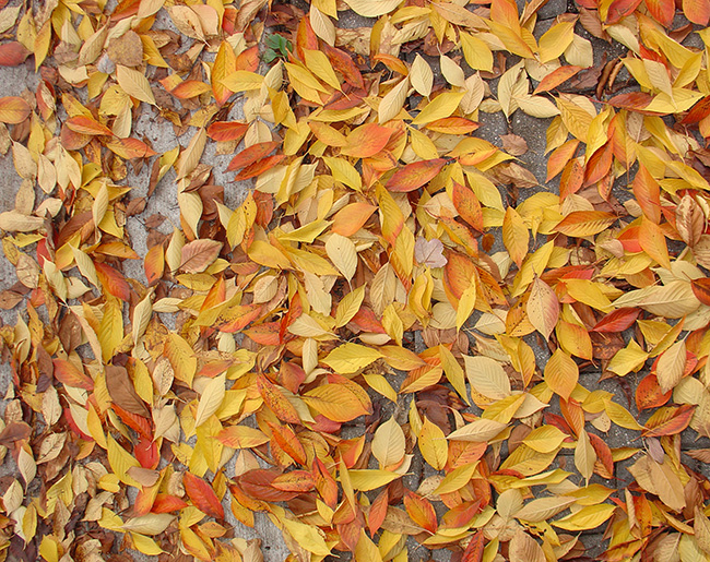 hojas caídas de otoño