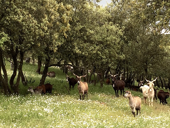 campo de cabras